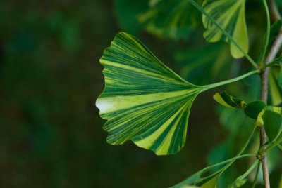 Ginkgo biloba 'Variegata' - jinan dvoulaločný - list